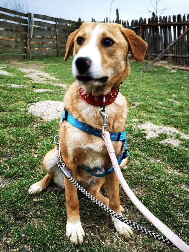 Casie, chien à l'adoption