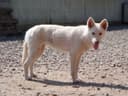 Celestine