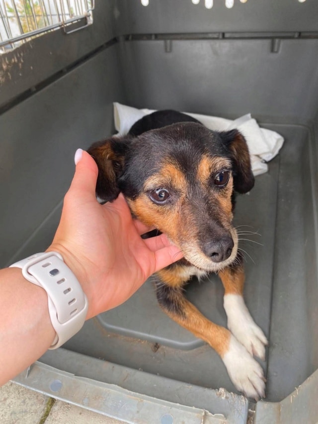 Photo de Channa, à l'adoption