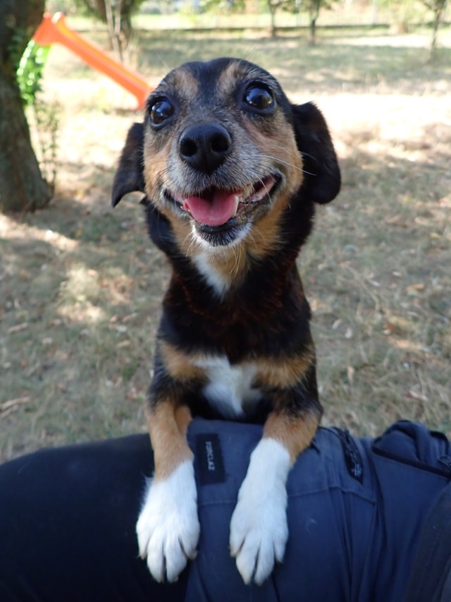 Photo de Channa, à l'adoption
