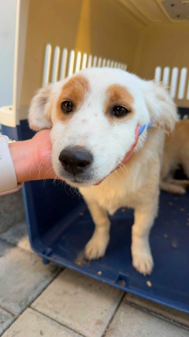 Charline, rescue dog available for adoption