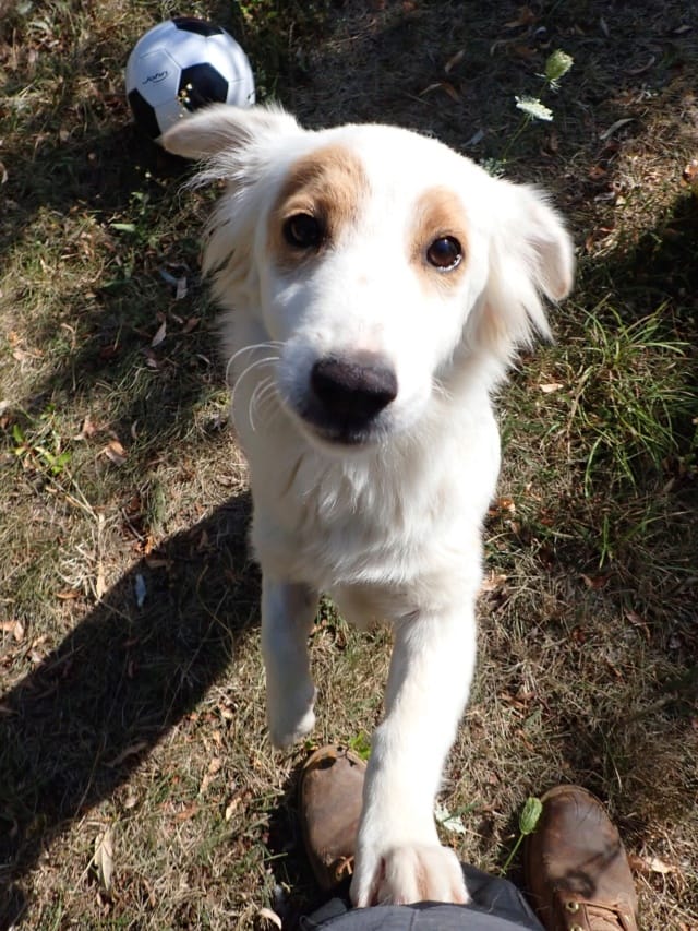 Charline, chien à l'adoption