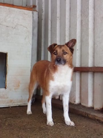 Chipiron, chien à l'adoption