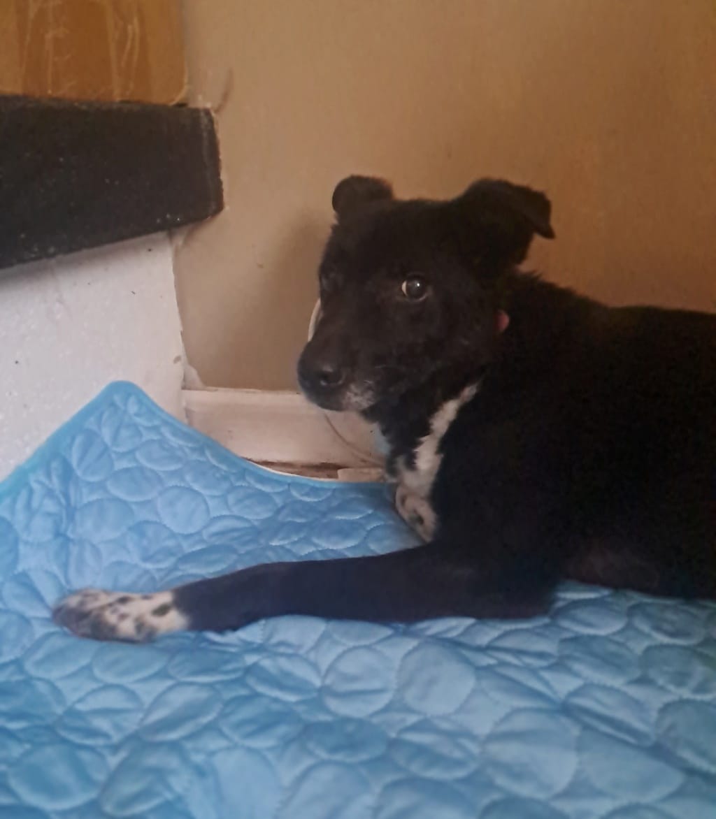 Chypre, chien à l'adoption