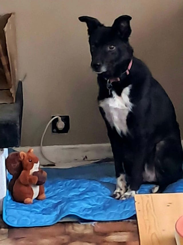 Chypre, rescue dog available for adoption