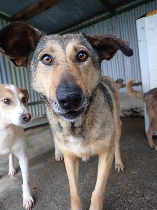Ciacova · Chiens en urgence, Remember Me France