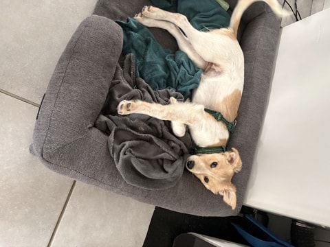 Cleo, chien sauvé par Remember Me France