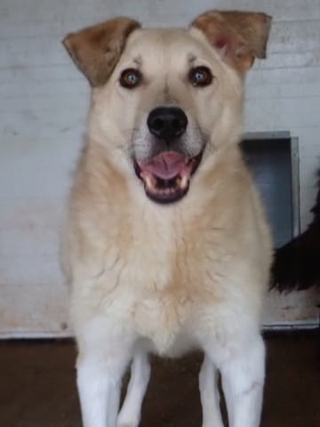 Clinton, chien à l'adoption