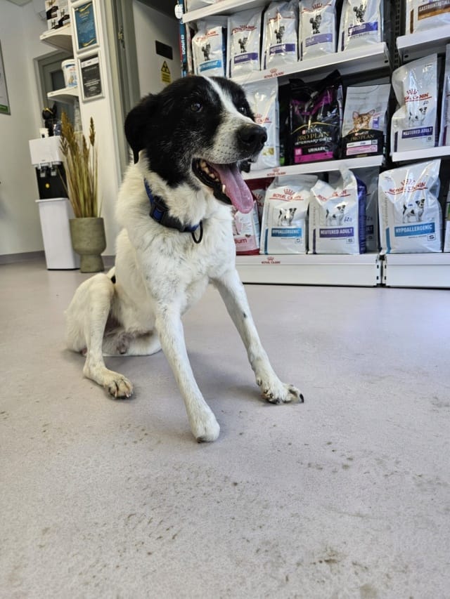 Cody, chien à l'adoption