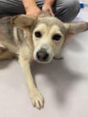 Constanta