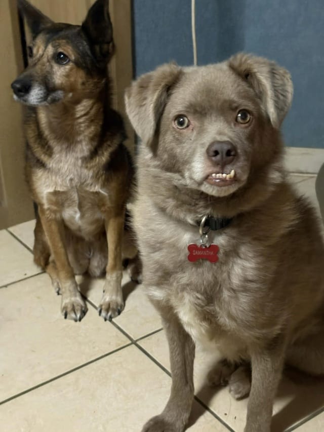 Cristesti, chien à l'adoption