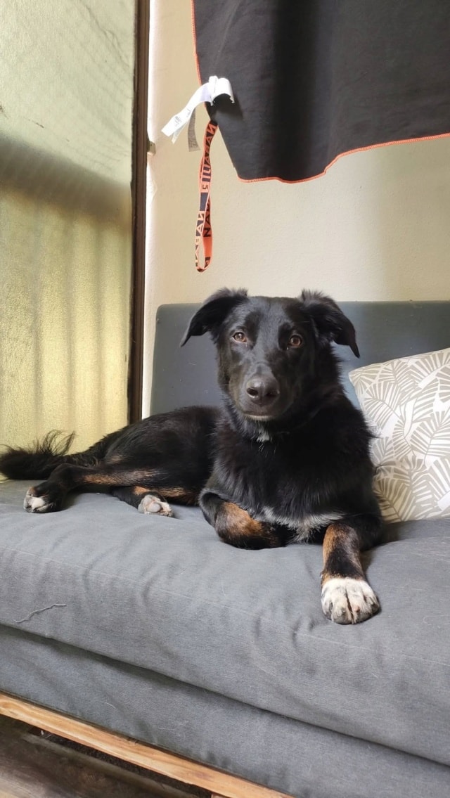 Crunch, chien sauvé par Remember Me France