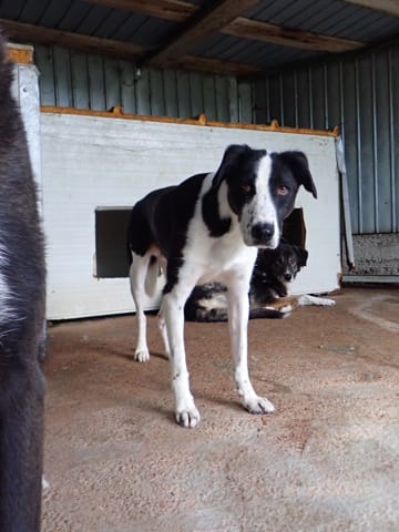 Daester, chien à l'adoption