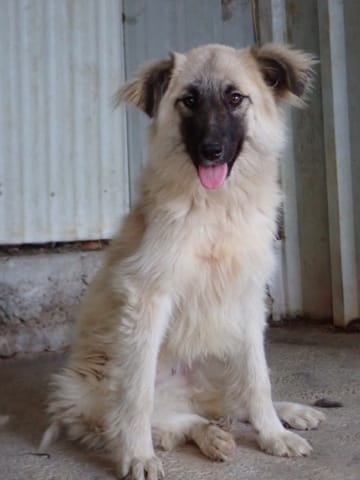 Dakarya, chien à l'adoption
