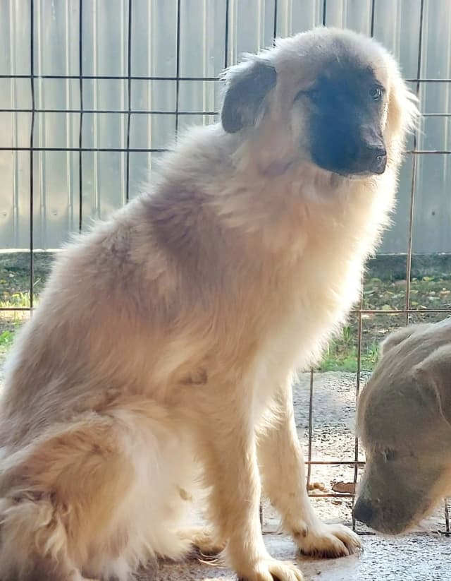 Dakarya · Chiots