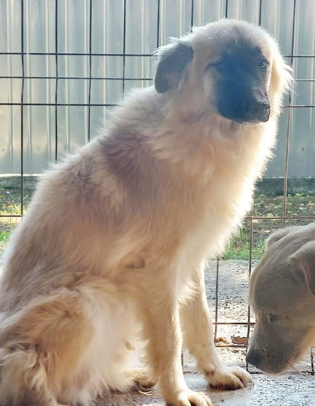 Dakarya, chien à l'adoption
