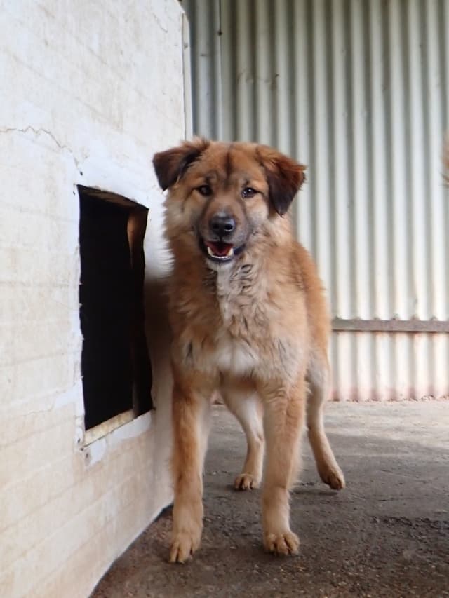 Dalbao · Chiens en urgence, Remember Me France