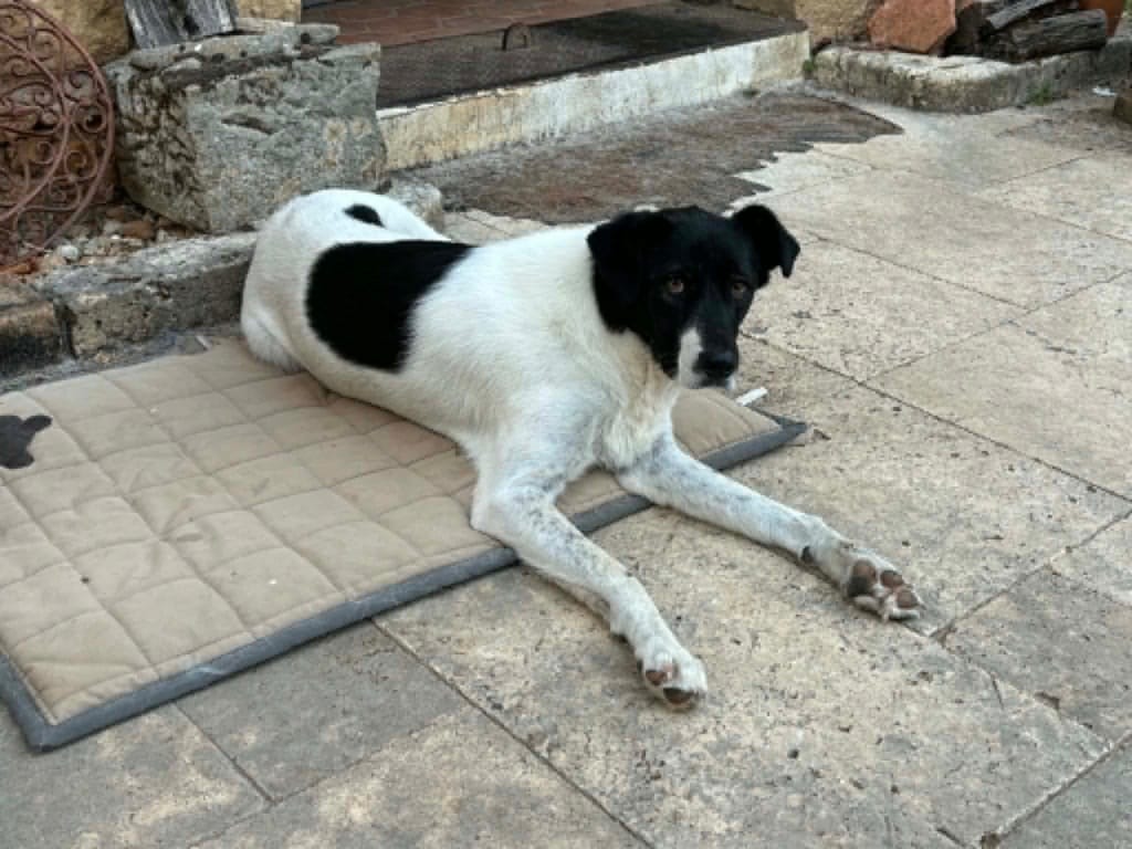 Dalmatia, chien à l'adoption