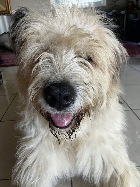 Darren, chien à l'adoption