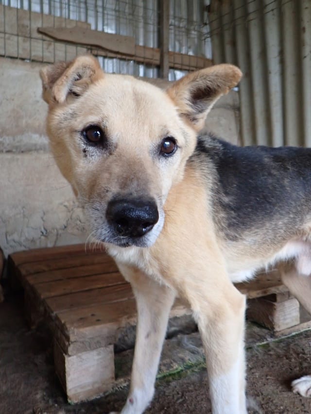 Debussy, chien à l'adoption