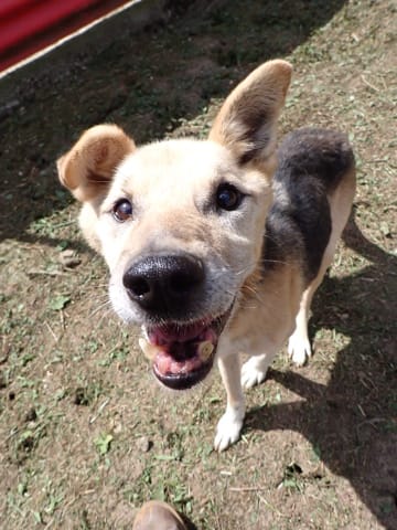 Debussy, rescue dog available for adoption