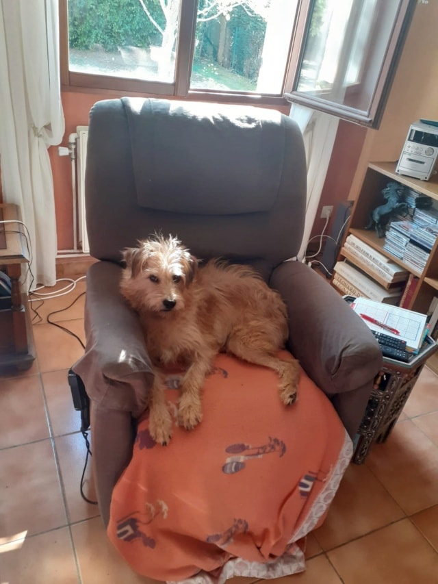 Dede, chien sauvé par Remember Me France