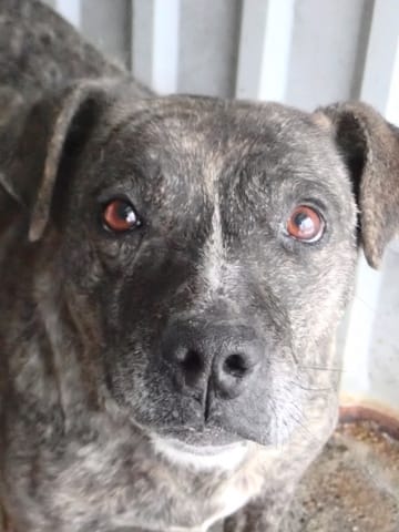 Deedjay, chien à l'adoption