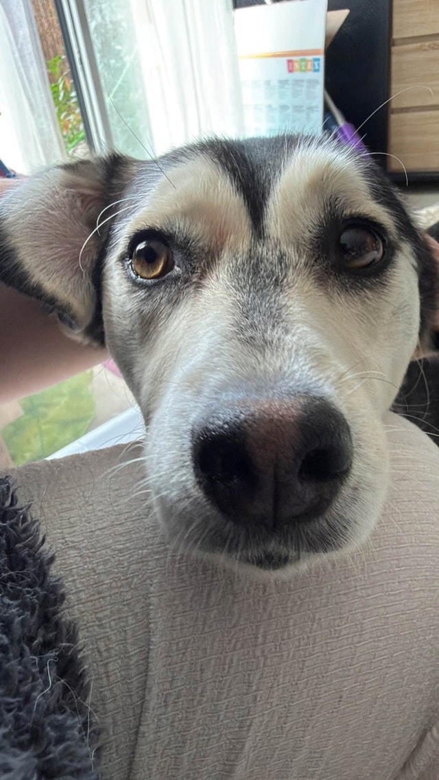 Dobby, chien sauvé par Remember Me France