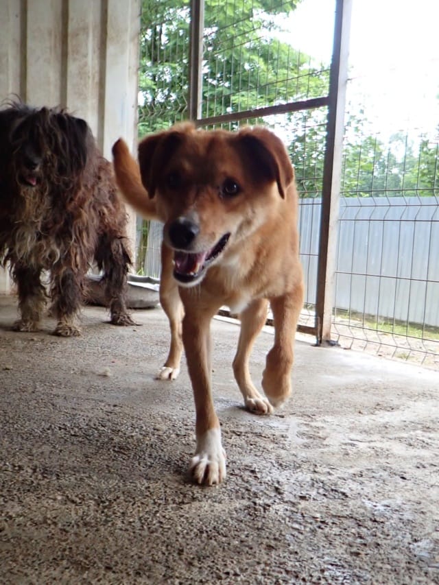 Donovan, chien à l'adoption
