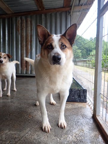Doreen, chien à l'adoption