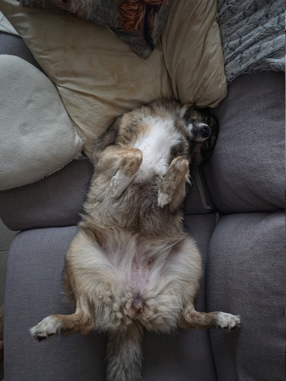 Elegance, chien sauvé par Remember Me France