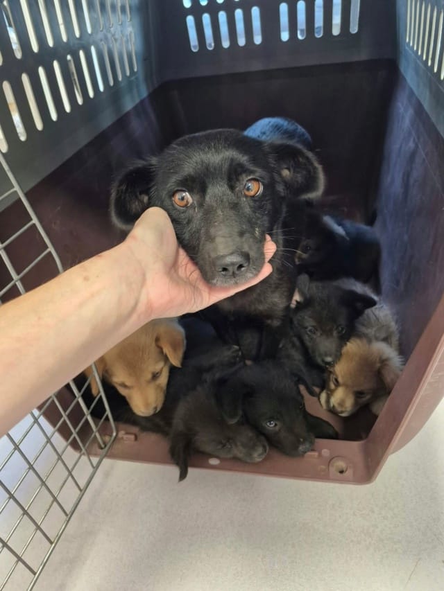 Elysha, chien à l'adoption