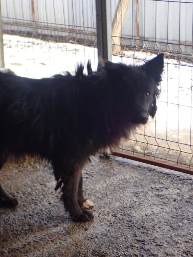 Eowyn, chien à l'adoption