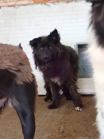 Eowyn, chien à l'adoption