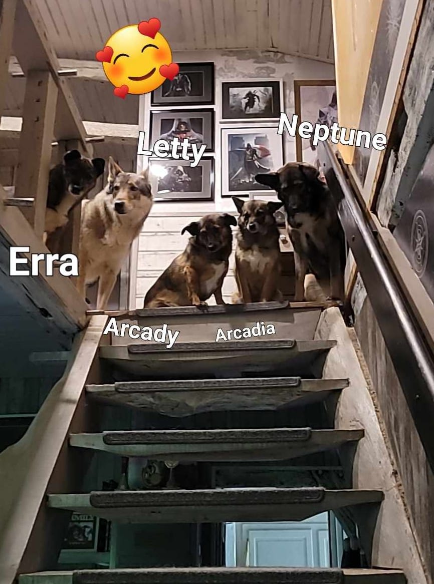 Erra, chien à l'adoption