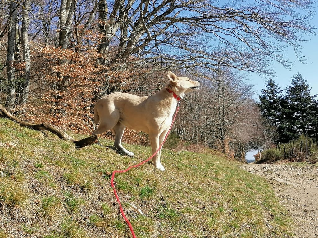 Evira, chien à l'adoption