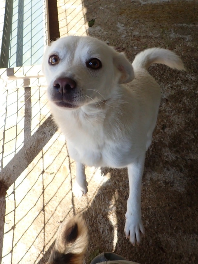 Photo de Falaisa, à l'adoption