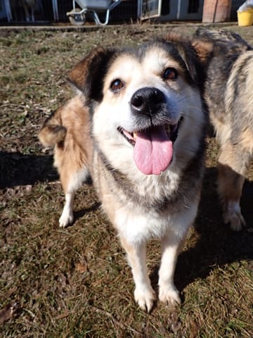 Fantine, chien à l'adoption