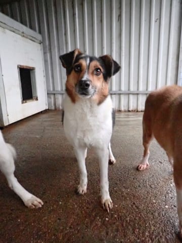 Flora, chien à l'adoption