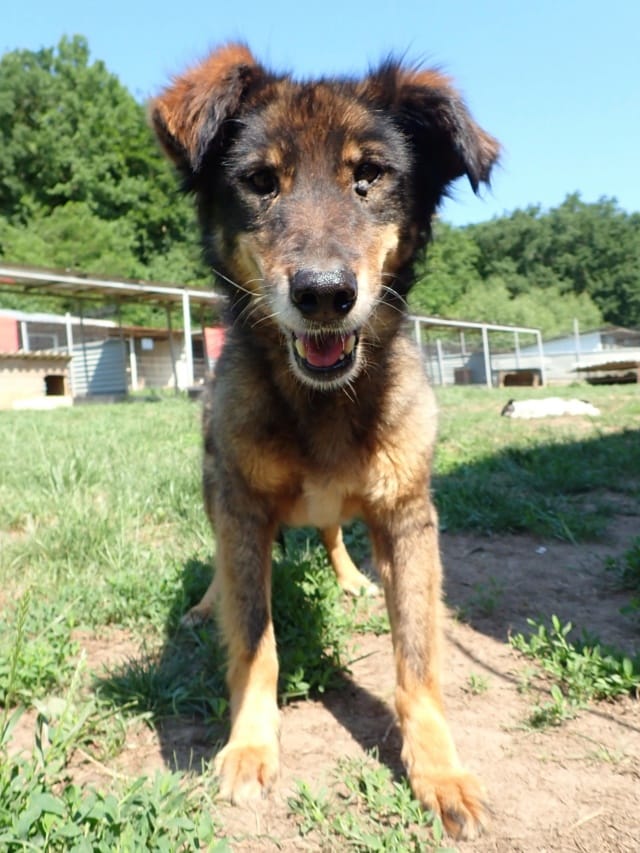 Florentina, chien à l'adoption