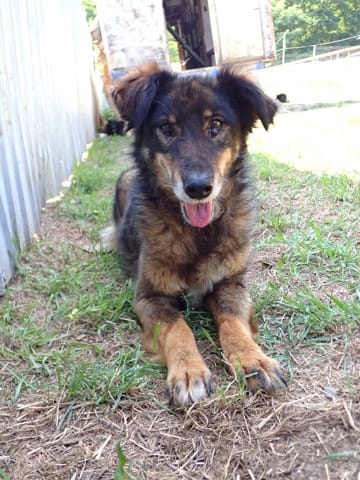 Florentina, chien à l'adoption