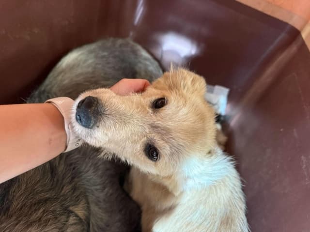 Fuji · Chiots à l'adoption, Remember Me France