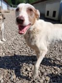 Galak