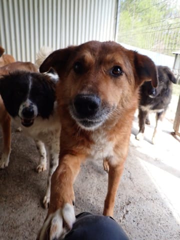 Gamin, chien à l'adoption