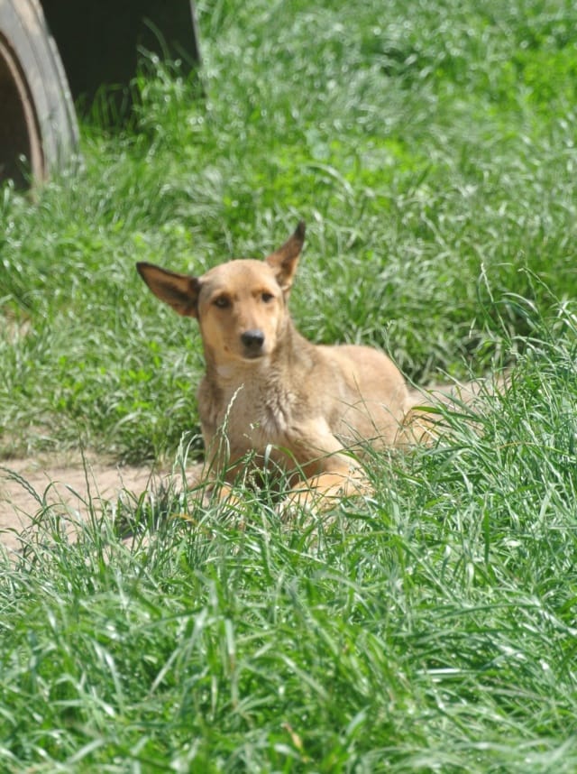 Gazel, chien à l'adoption