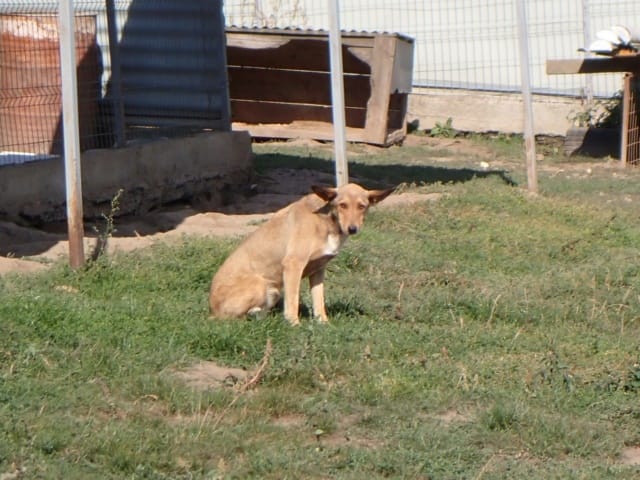 Gazel, rescue dog available for adoption