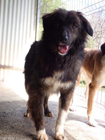 Groove, rescue dog available for adoption
