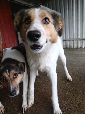 Hayao, chien à l'adoption