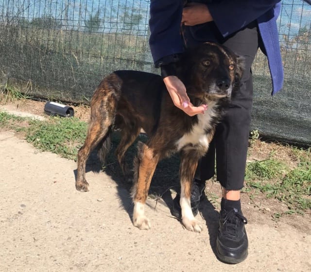 Hilton, chien à l'adoption