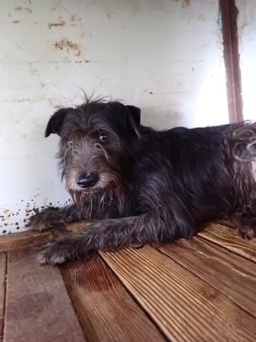 Hitchcock, rescue dog available for adoption